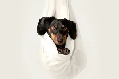 Servicii pentru Animale