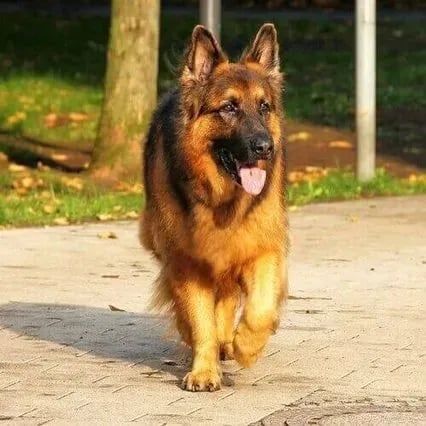 services/dpuMwqtTCYvYu1LuME4a/gallery/german-shepherd-dog-breed-info_640x426.webp